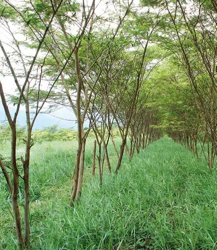 Yopo Café - Vista 3